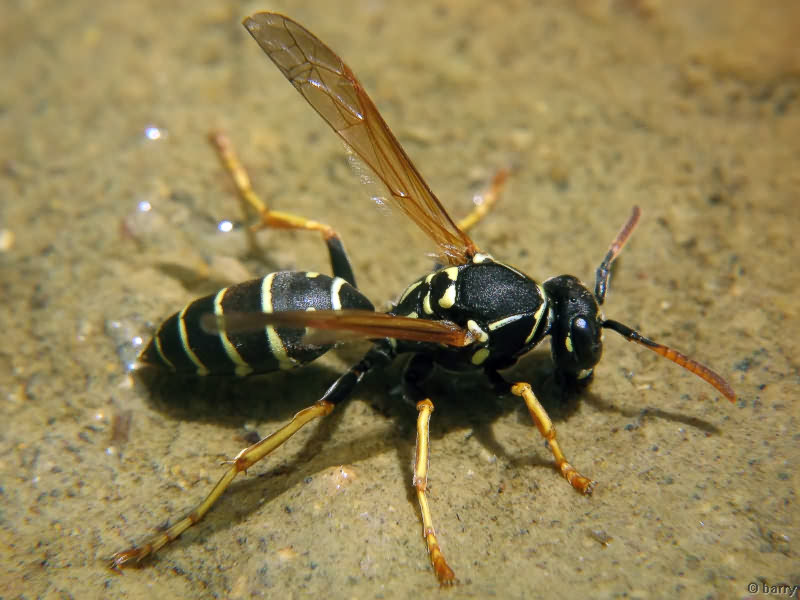 Polistes